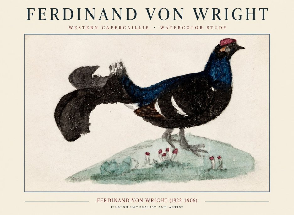 Ferdinand von Wright Western Capercaillie - Watercolor Study No1 - Poszter