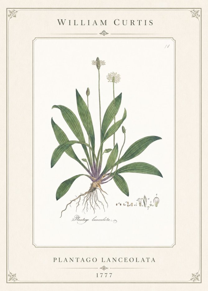 William Curtis Plantago Lanceolata I No1 - Poszter