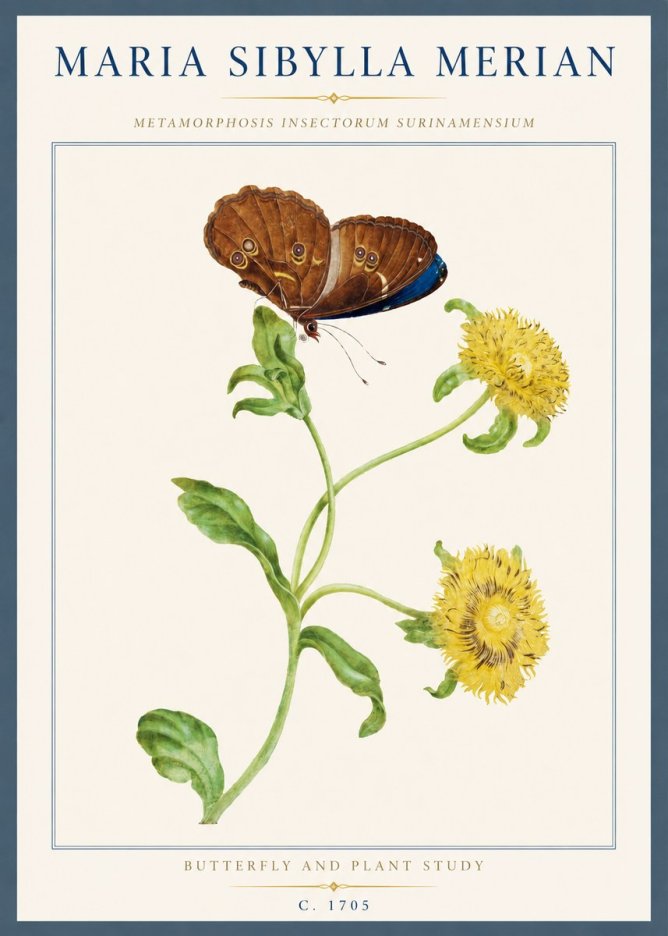 Maria Sibylla Merian Butterfly and Plant Study No3 - Poszter