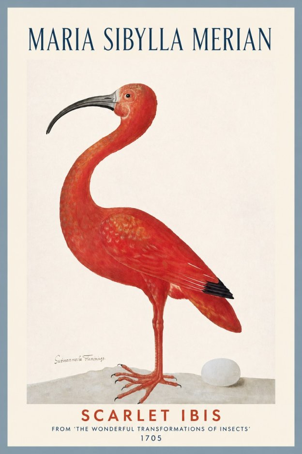Maria Sibylla Merian Scarlet Ibis No2 - Poszter