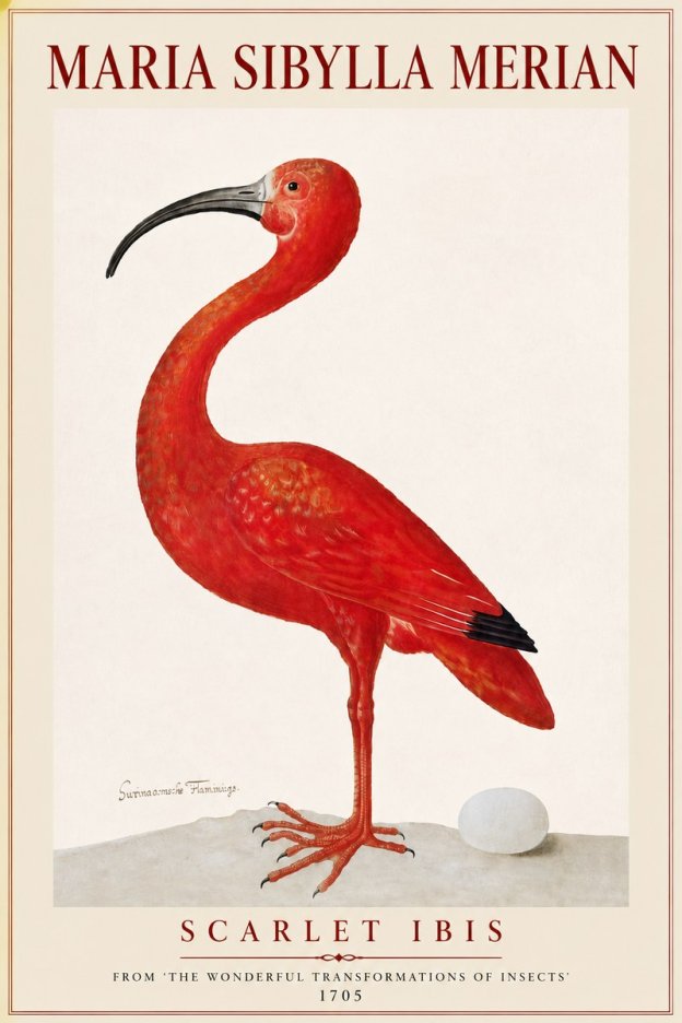 Maria Sibylla Merian Scarlet Ibis No4 - Poszter