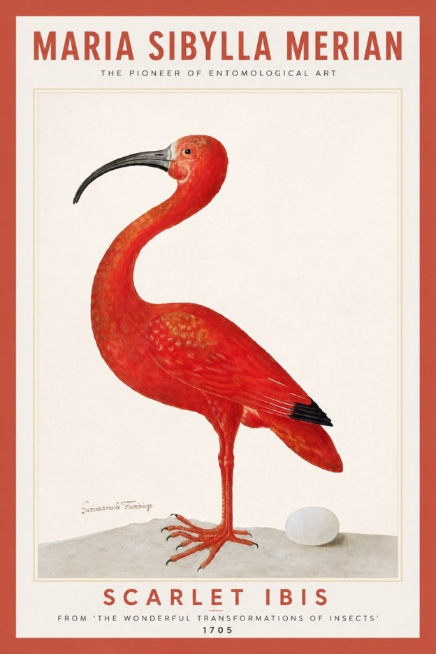 Maria Sibylla Merian Scarlet Ibis No6 - Poszter