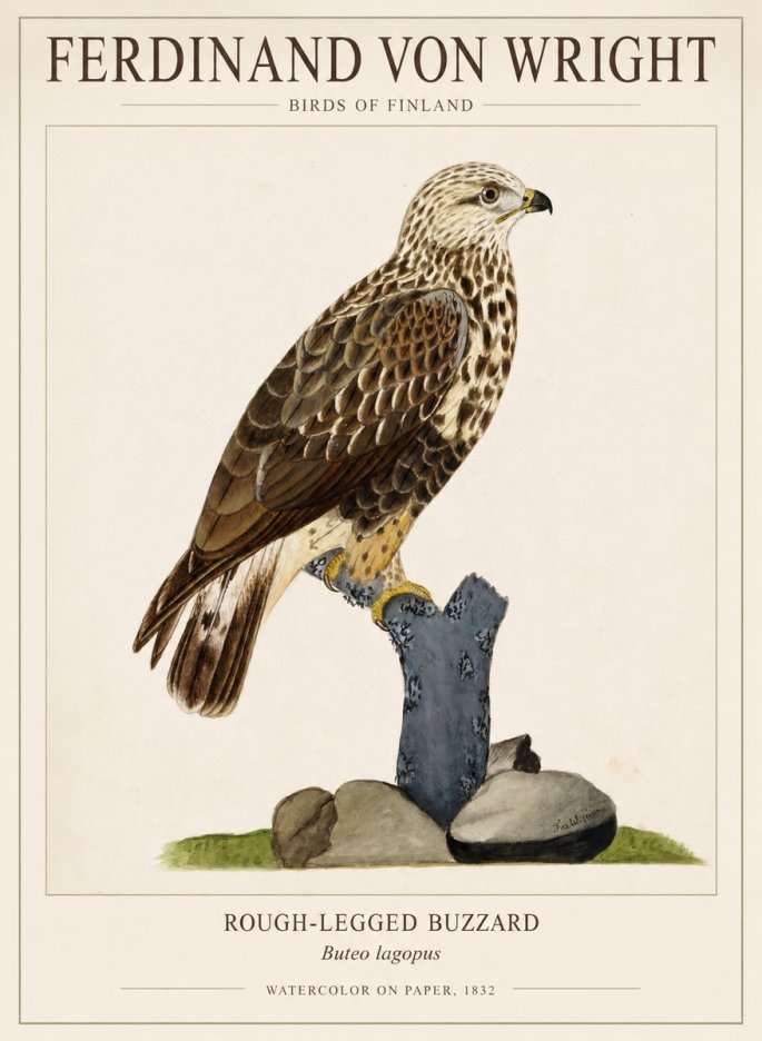 Ferdinand von Wright Rough-legged Buzzard No1 - Poszter