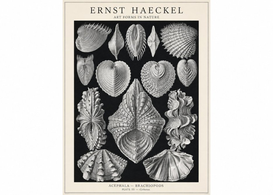 Ernst Haeckel Acephala — Brachiopods Plate 55 — Cytherea. No1 - Poszter