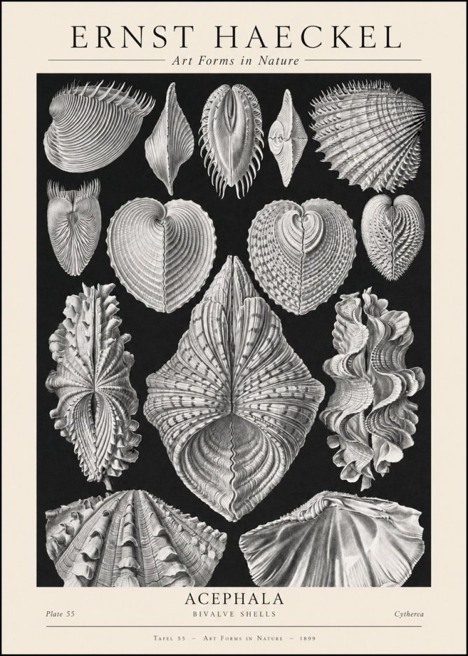Ernst Haeckel Acephala — Brachiopods Plate 55 — Cytherea. No2 - Poszter