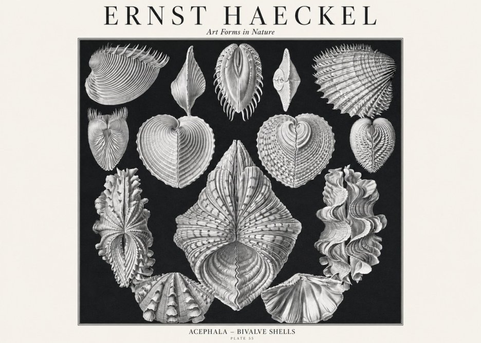 Ernst Haeckel Acephala — Brachiopods Plate 55 — Cytherea. No3 - Poszter