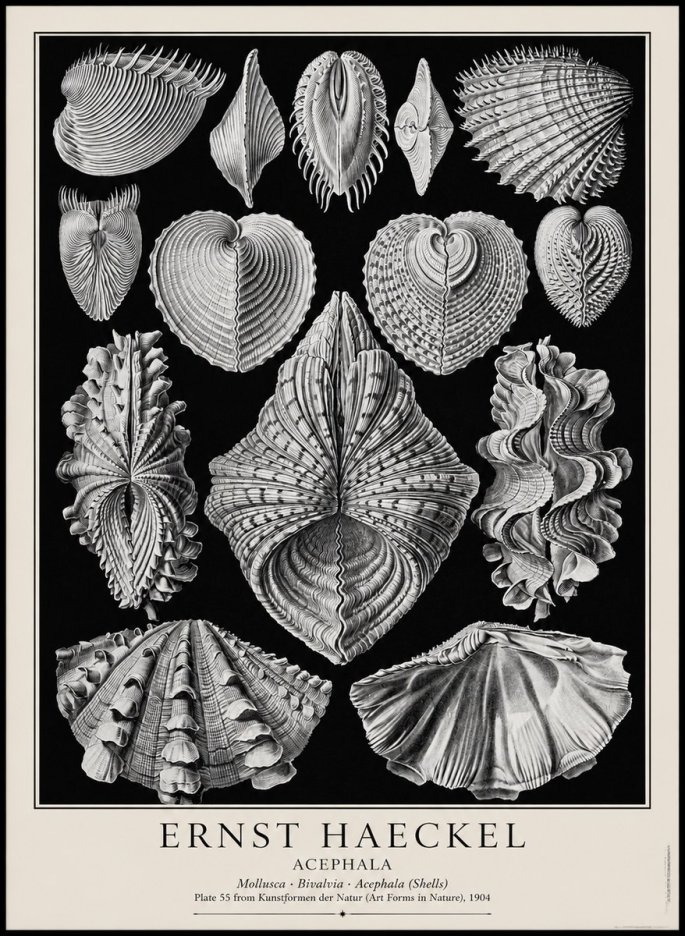Ernst Haeckel Acephala — Brachiopods Plate 55 — Cytherea. No4 - Poszter