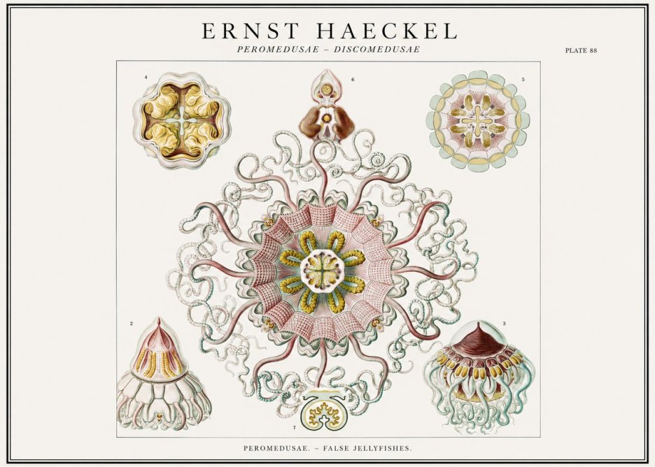 Ernst Haeckel Peromedusae – Discomedusae No1 - Poszter