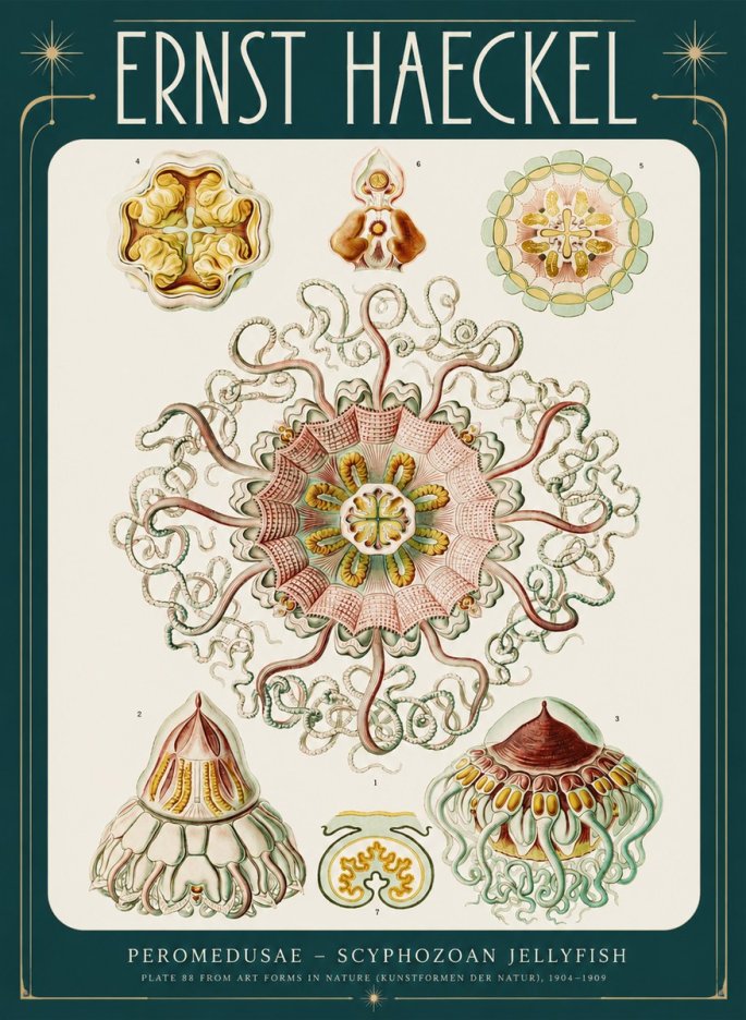 Ernst Haeckel Peromedusae – Discomedusae No4 - Poszter