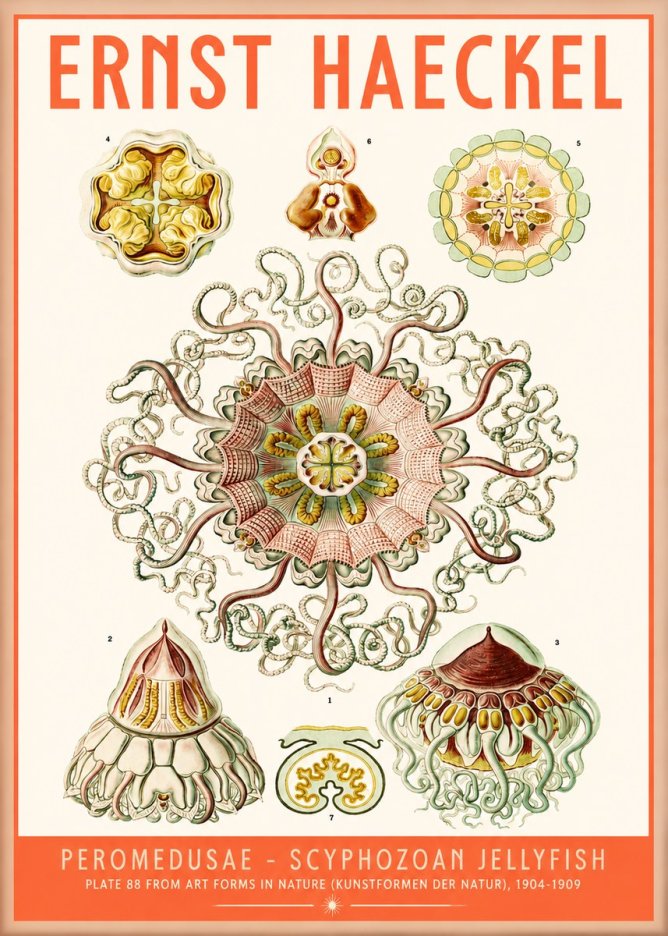 Ernst Haeckel Peromedusae – Discomedusae No5 - Poszter