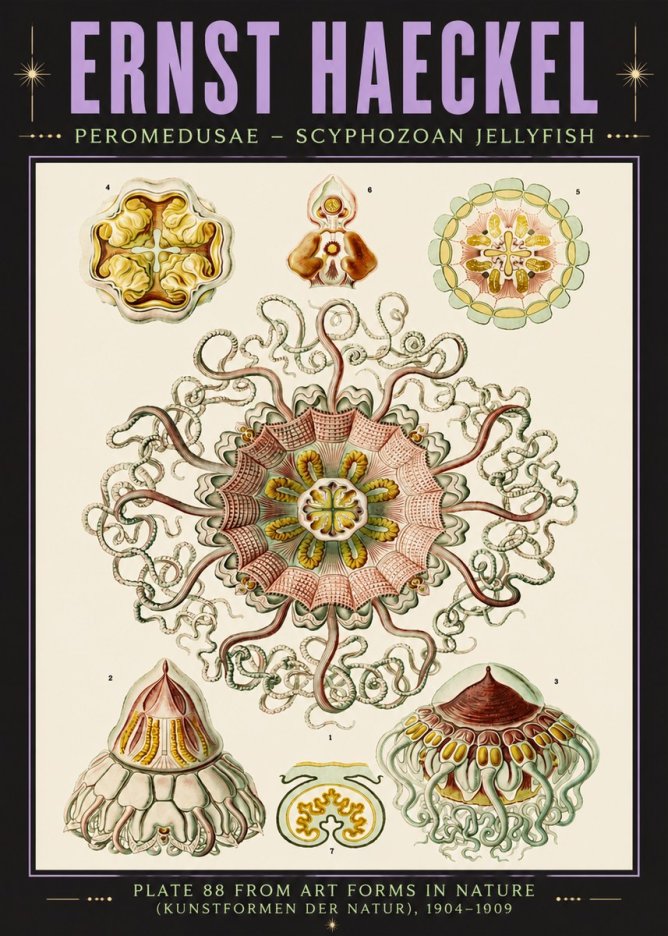 Ernst Haeckel Peromedusae – Discomedusae No6 - Poszter