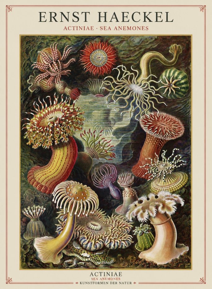 Ernst Haeckel Sea Anemones No2 - Poszter
