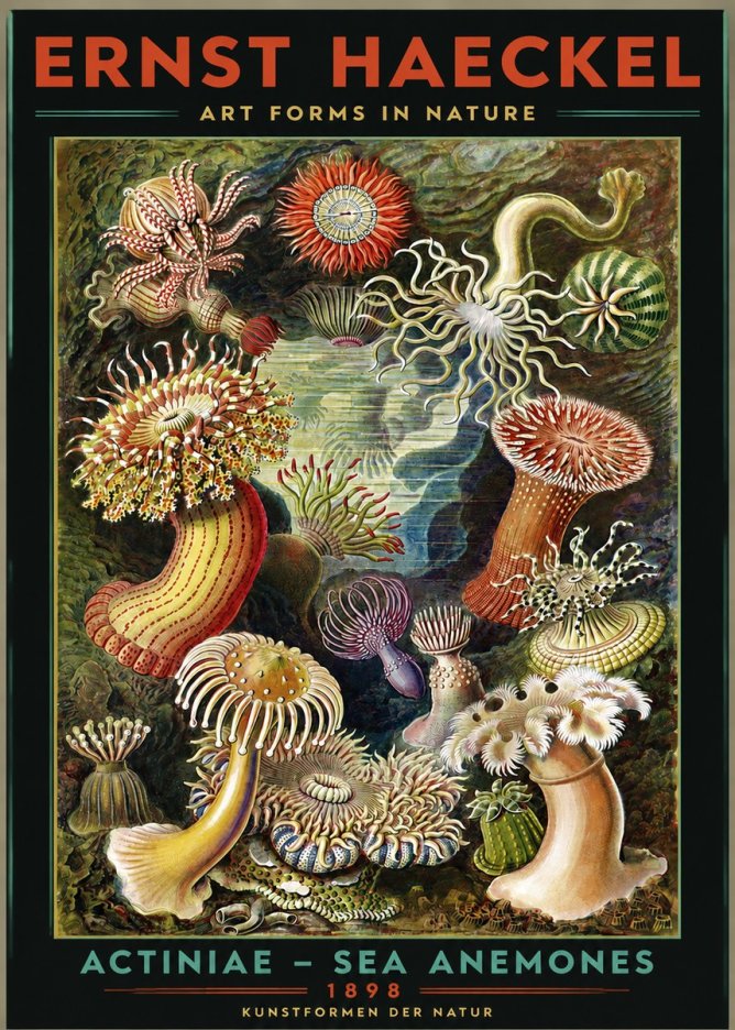 Ernst Haeckel Sea Anemones No3 - Poszter