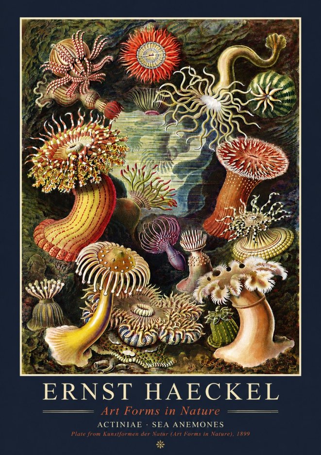 Ernst Haeckel Sea Anemones No4 - Poszter