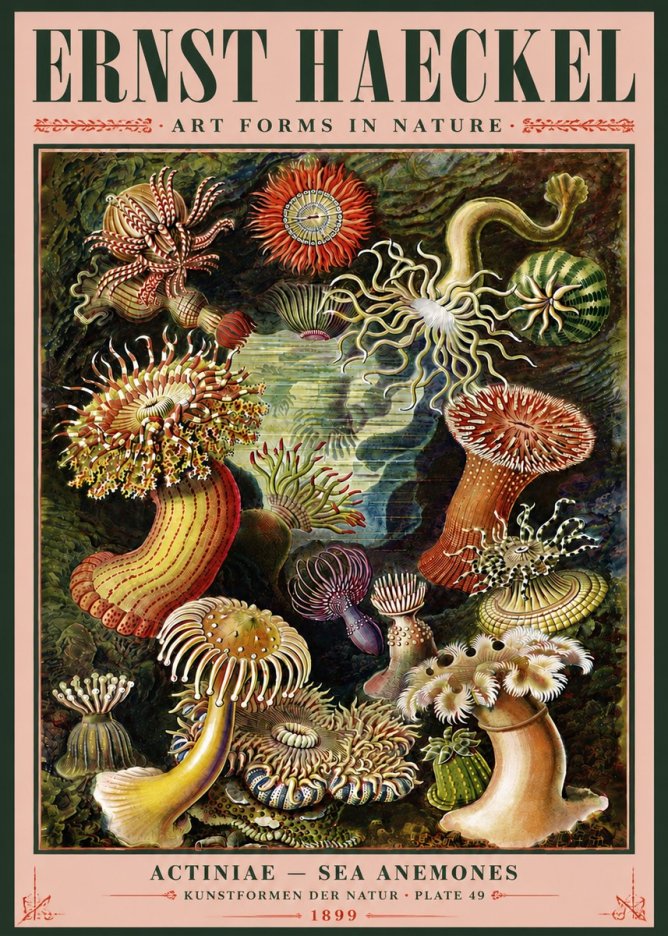 Ernst Haeckel Sea Anemones No5 - Poszter