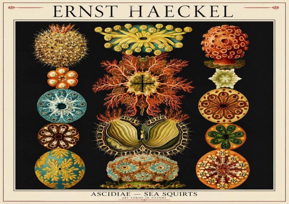 Ernst Haeckel Ascidiae — Sea Squirts No1 - Poszter