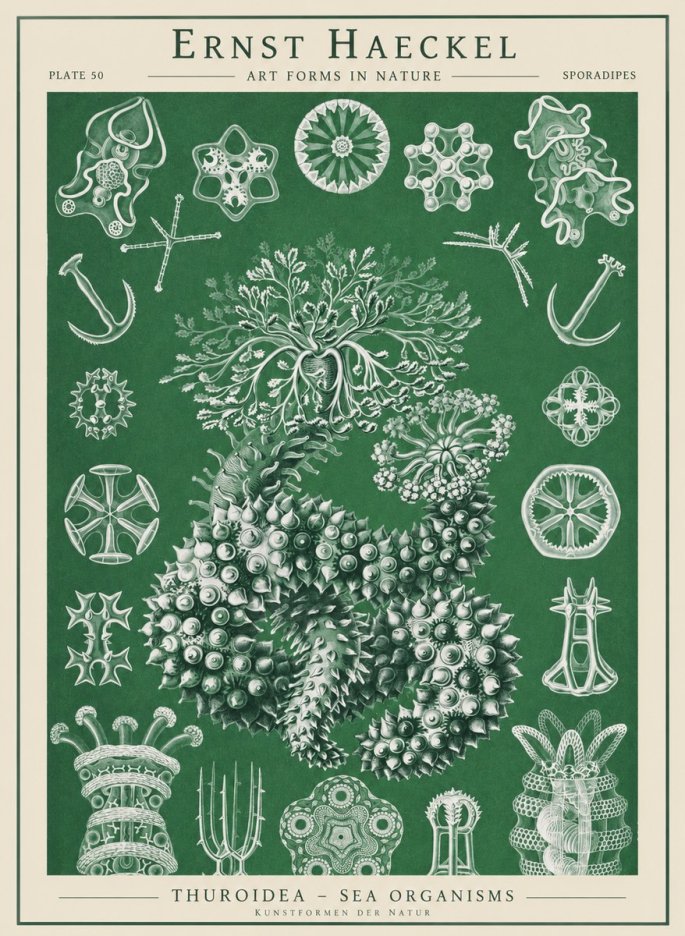 Ernst Haeckel Thuroidea - Sea Organisms No1 - Poszter