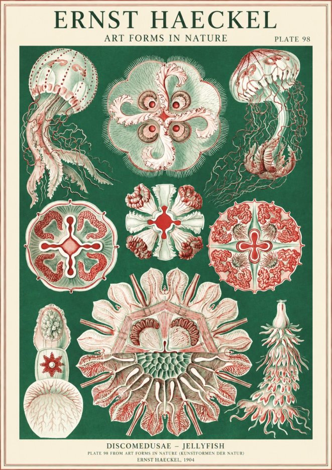 Ernst Haeckel Discomedusae - the Jellyfish No2 - Poszter