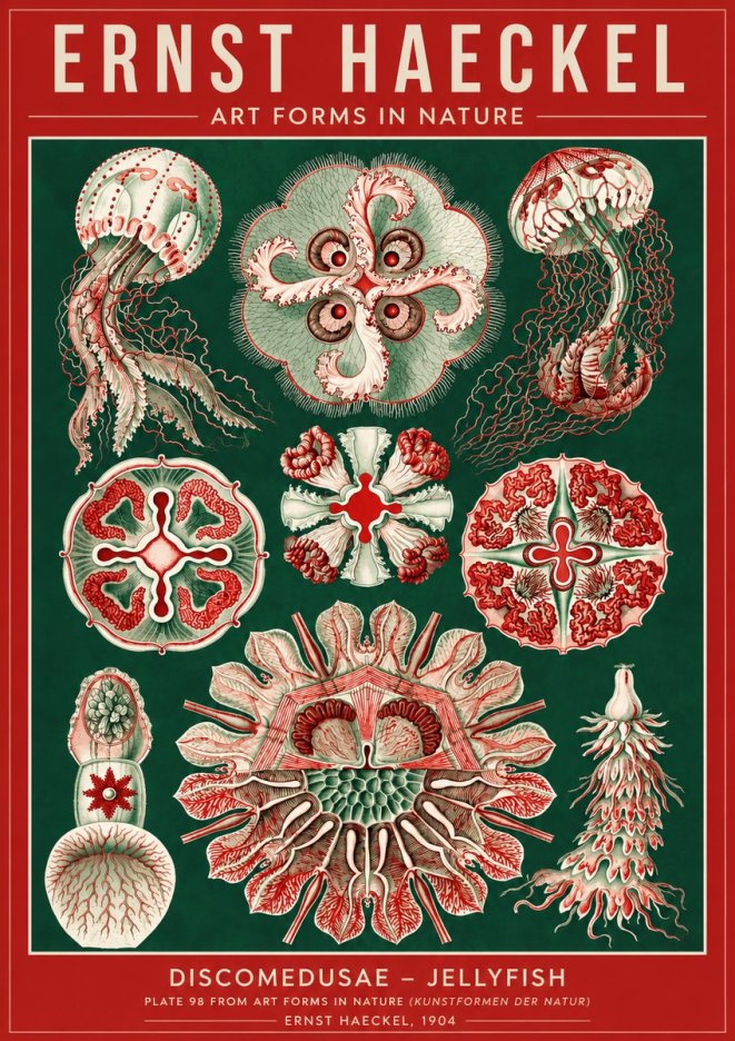 Ernst Haeckel Discomedusae - the Jellyfish No4 - Poszter