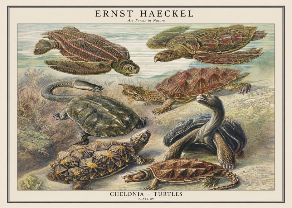 Ernst Haeckel Chelonia - Turtles No1 - Poszter
