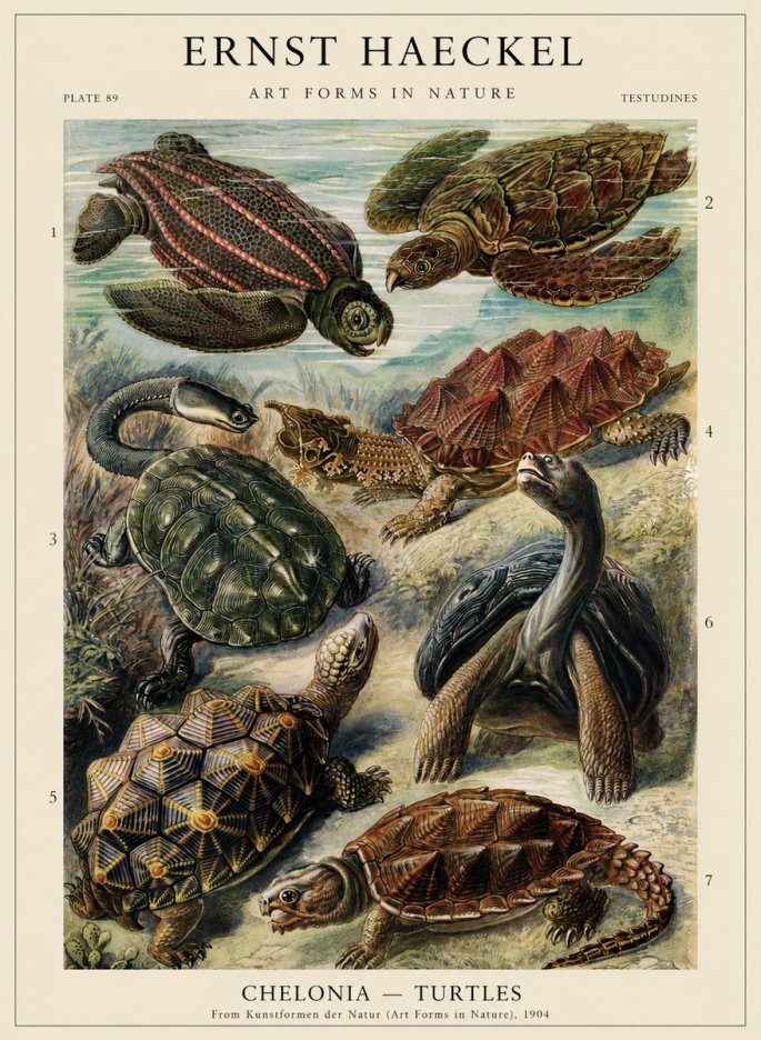 Ernst Haeckel Chelonia - Turtles No2 - Poszter