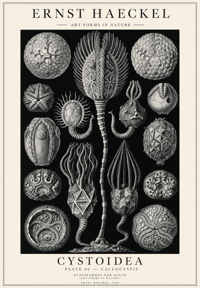 Ernst Haeckel Cystoidea - Callocystis No1 - Poszter