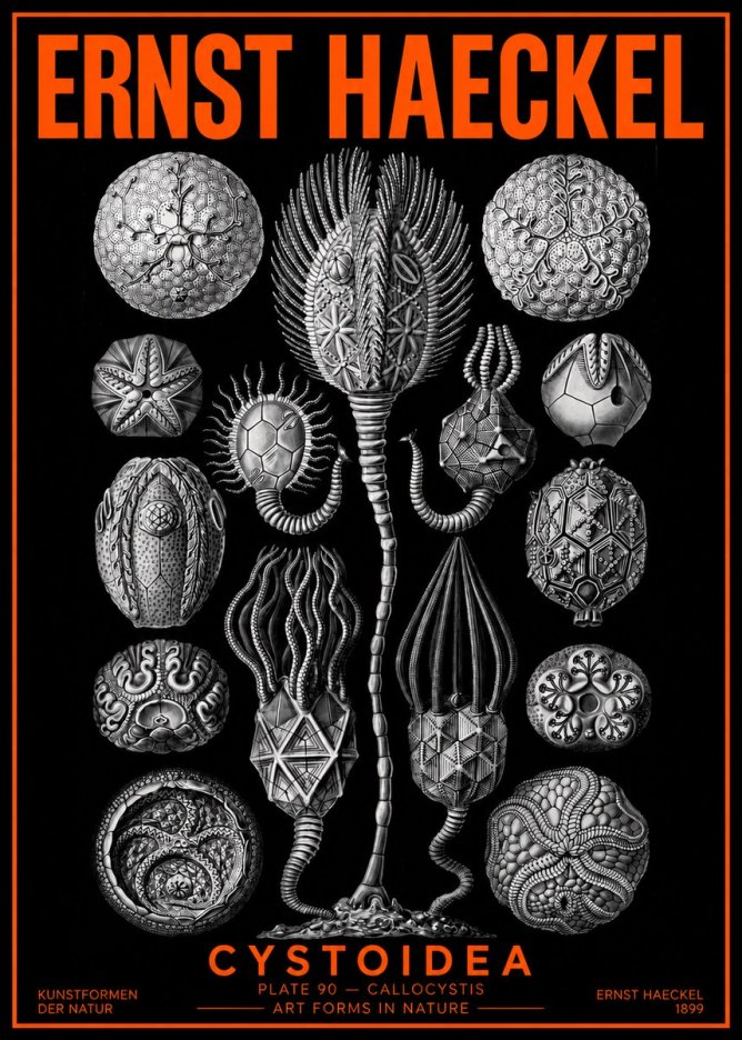 Ernst Haeckel Cystoidea - Callocystis No2 - Poszter
