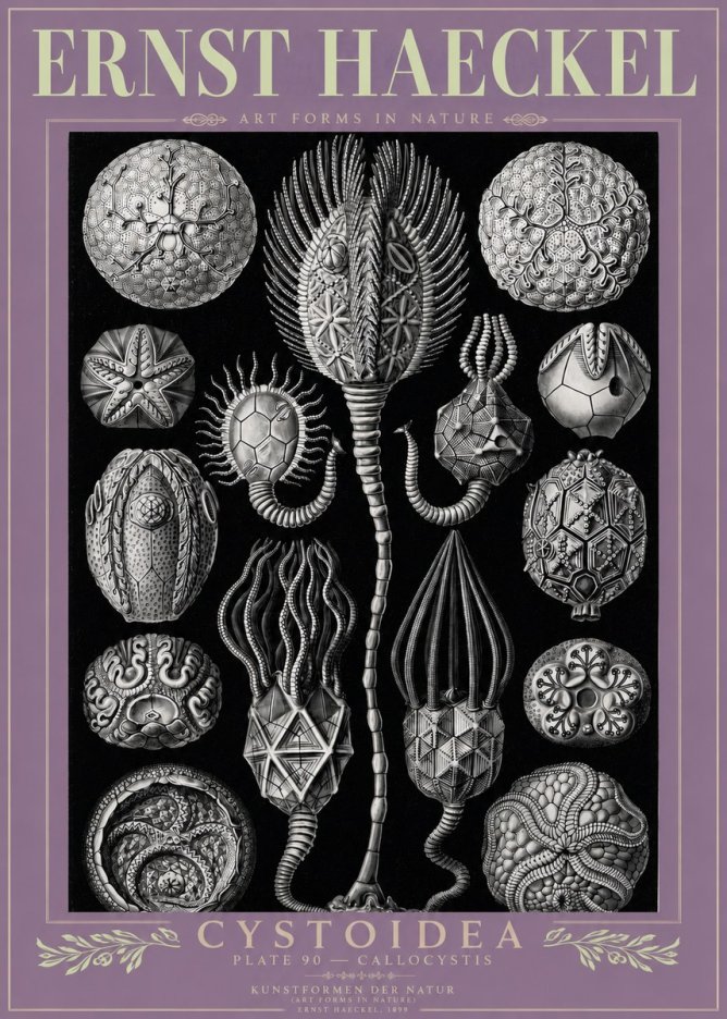 Ernst Haeckel Cystoidea - Callocystis No3 - Poszter