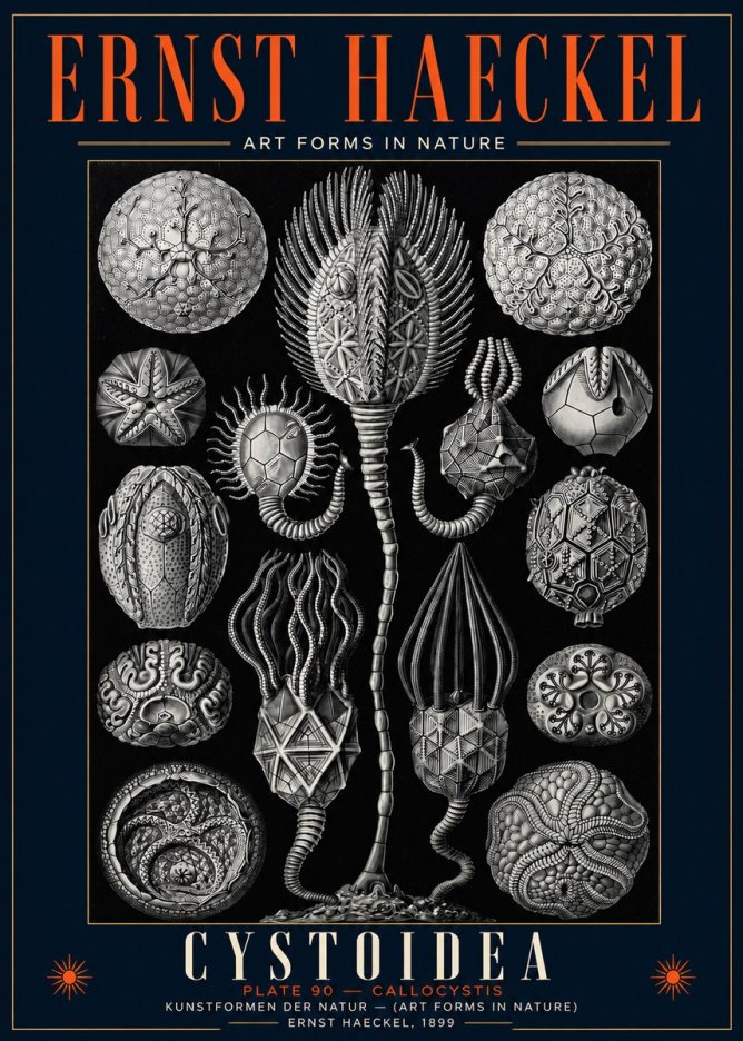 Ernst Haeckel Cystoidea - Callocystis No5 - Poszter