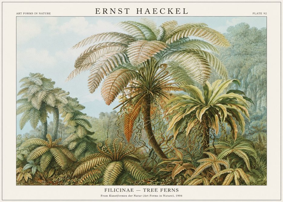 Ernst Haeckel Filicinae – Tree Ferns No1 - Poszter