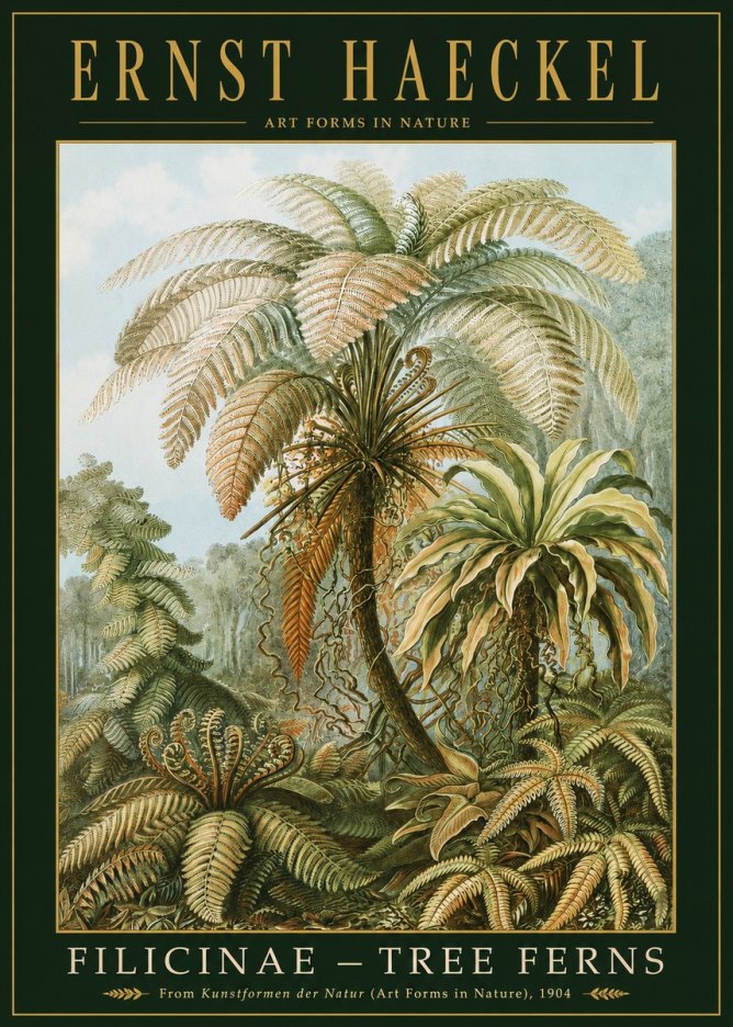 Ernst Haeckel Filicinae – Tree Ferns No2 - Poszter