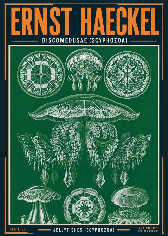Ernst Haeckel Discomedusae (Scyphozoa) Plate 88 No4 - Poszter
