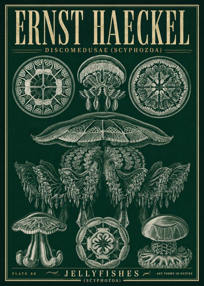 Ernst Haeckel Discomedusae (Scyphozoa) Plate 88 No5 - Poszter