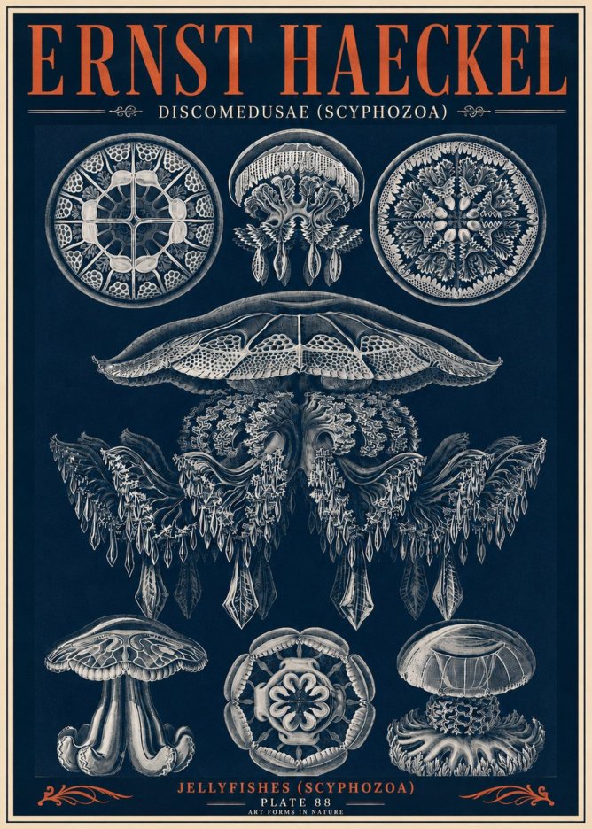 Ernst Haeckel Discomedusae (Scyphozoa) Plate 88 No6 - Poszter