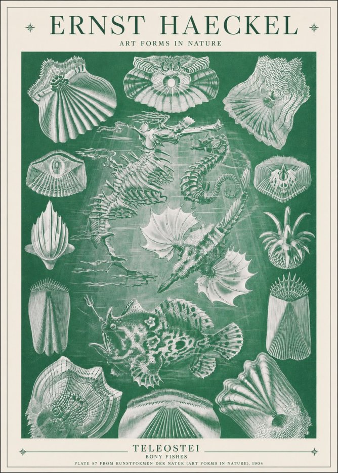 Ernst Haeckel Teleostei - Bony Fishes No1 - Poszter