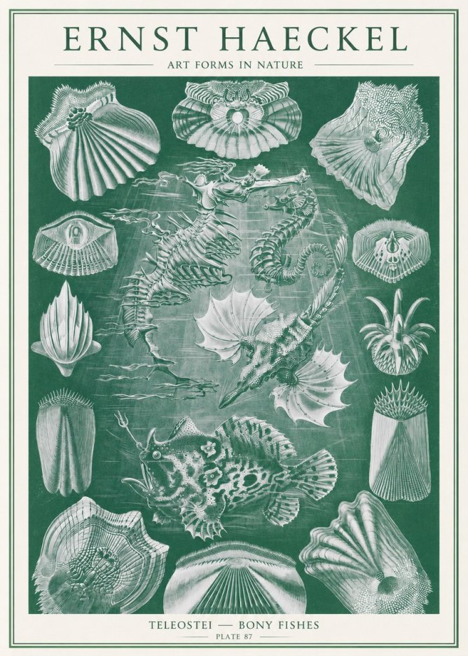 Ernst Haeckel Teleostei - Bony Fishes No2 - Poszter