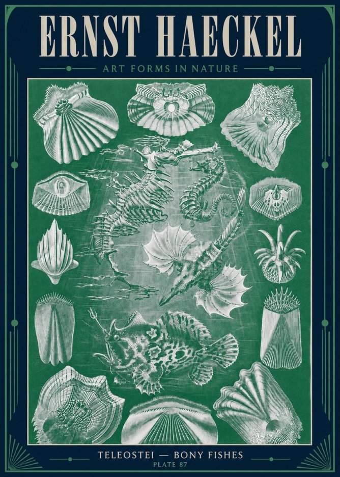 Ernst Haeckel Teleostei - Bony Fishes No4 - Poszter