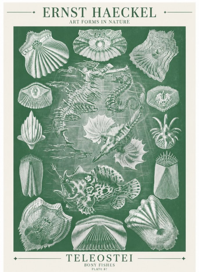 Ernst Haeckel Teleostei - Bony Fishes No6 - Poszter