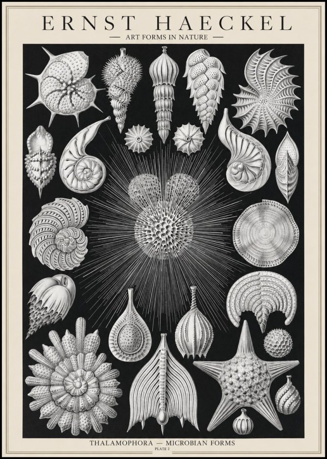 Ernst Haeckel Thalamophora - Microbian Forms - Plate 2 No1 - Poszter