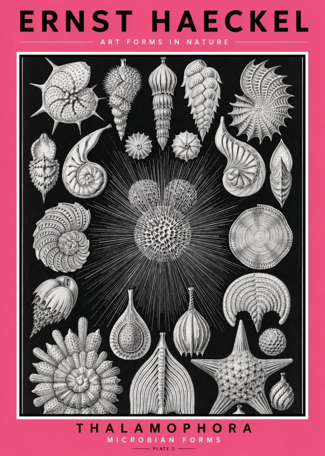 Ernst Haeckel Thalamophora - Microbian Forms - Plate 2 No2 - Poszter