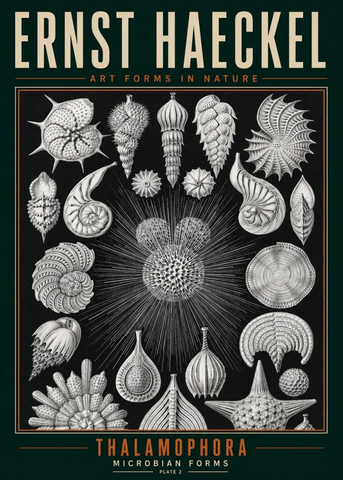 Ernst Haeckel Thalamophora - Microbian Forms - Plate 2 No3 - Poszter