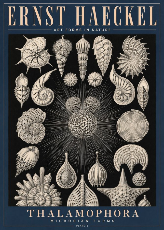 Ernst Haeckel Thalamophora - Microbian Forms - Plate 2 No4 - Poszter