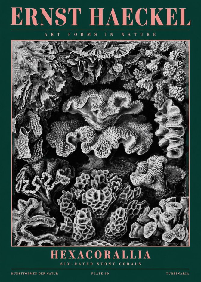 Ernst Haeckel Hexacorallia No2 - Poszter