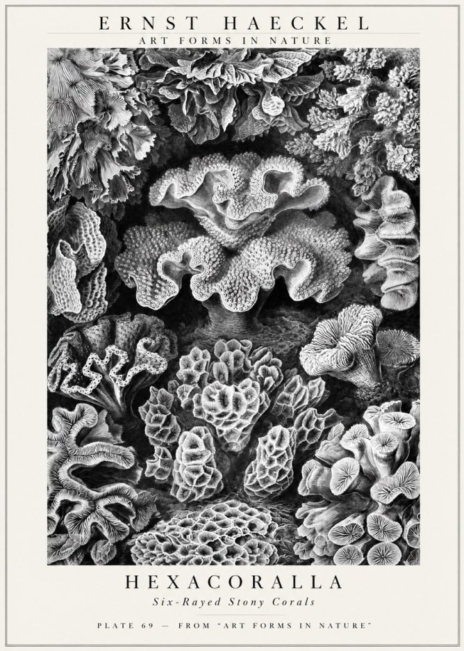 Ernst Haeckel Hexacorallia No3 - Poszter
