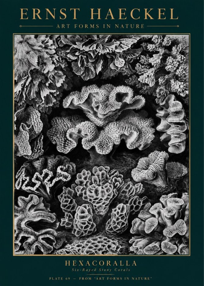 Ernst Haeckel Hexacorallia No5 - Poszter