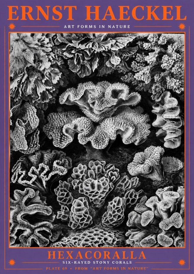 Ernst Haeckel Hexacorallia No6 - Poszter