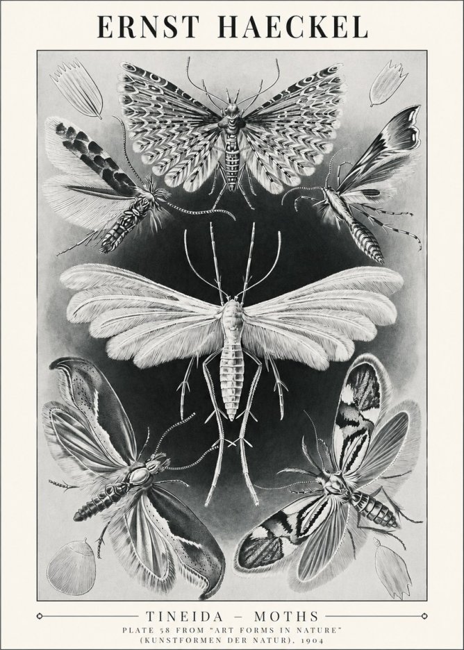 Ernst Haeckel Tineida - Moths No1 - Poszter