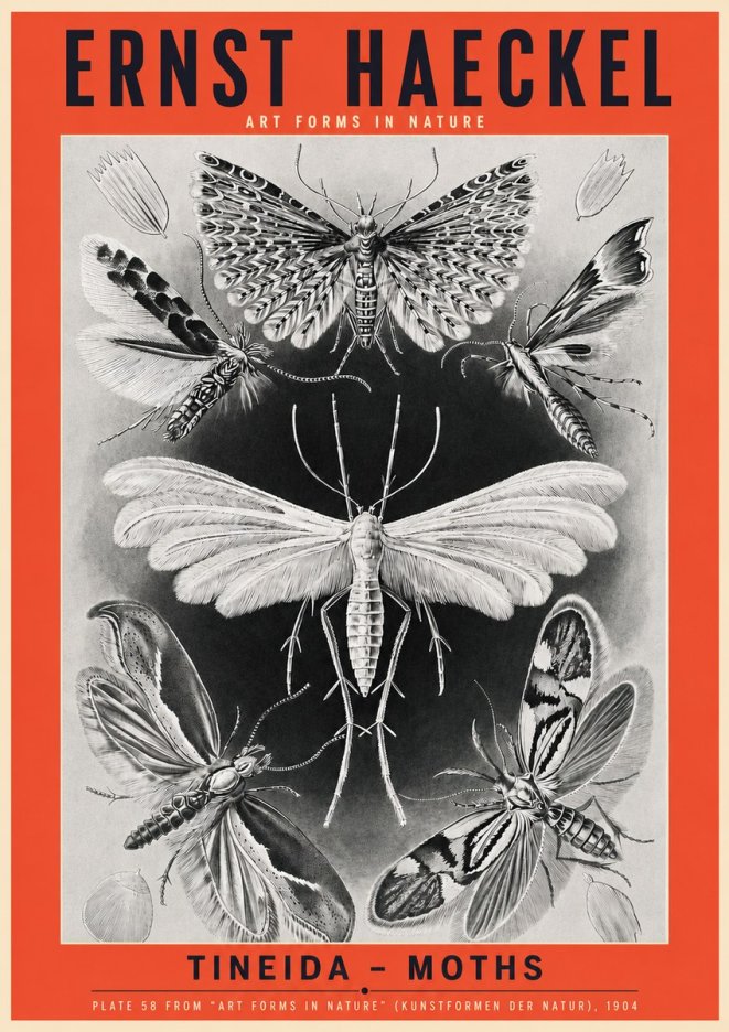Ernst Haeckel Tineida - Moths No3 - Poszter