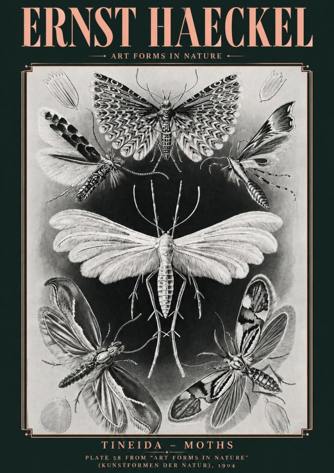 Ernst Haeckel Tineida - Moths No4 - Poszter