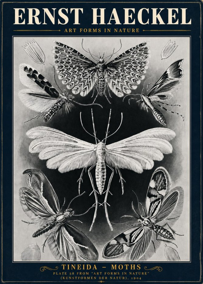 Ernst Haeckel Tineida - Moths No5 - Poszter